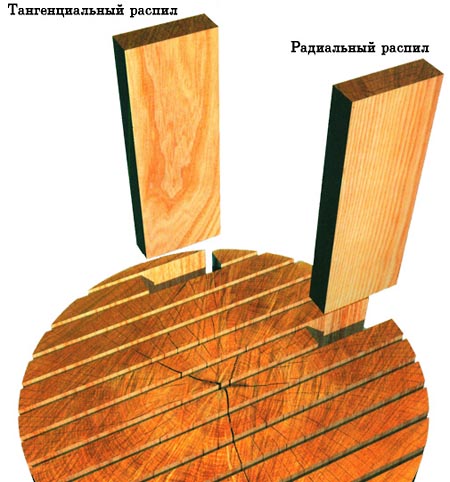 Строение древесины и ее свойства